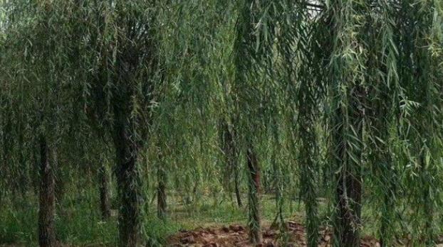 柳树七月份扦插育苗可以成活吗,柳树扦插育苗