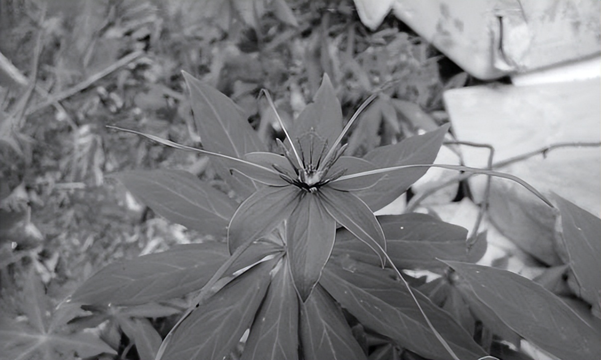 民间毒蛇咬伤特效药,江苏民间医生以毒蛇试毒炼成秘药