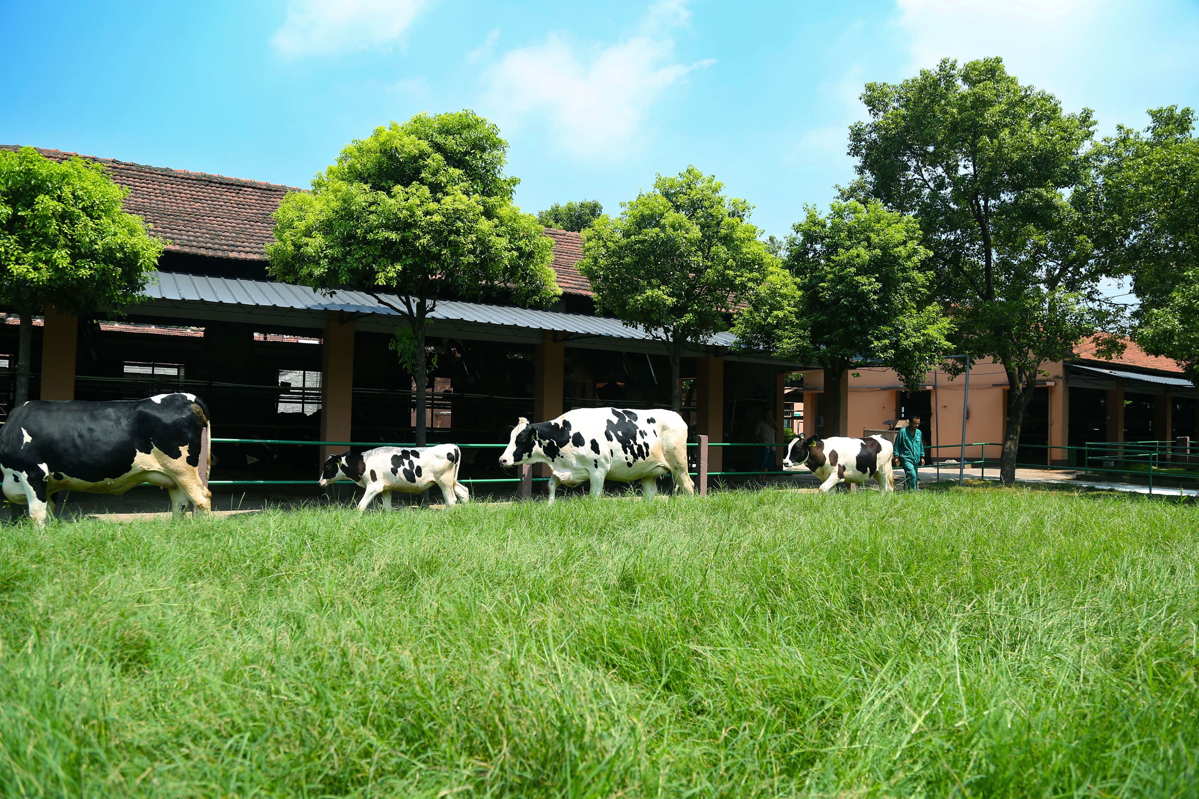 70年的坚守只为一杯好牛奶,一杯牛奶一生的幸福