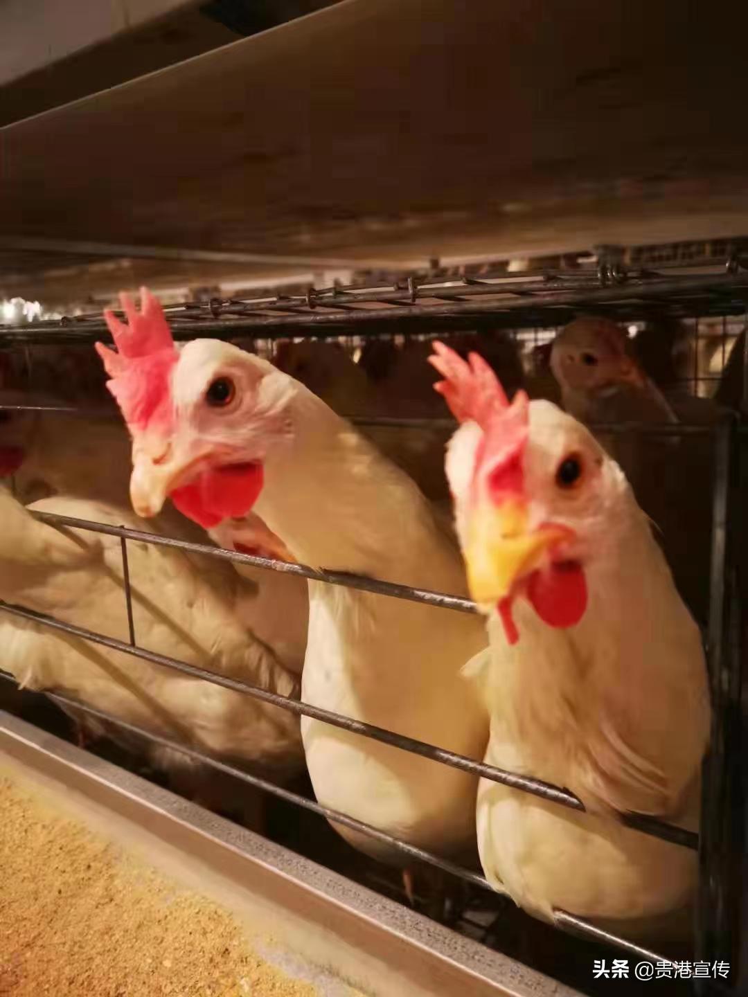 有机生态农场招商,有机生态农业赚钱吗