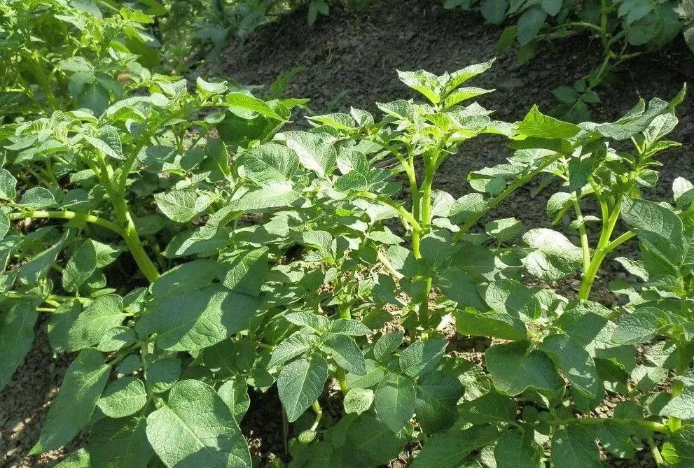 浙江人常吃的蔬菜有哪些,幼儿园常吃的蔬菜有哪些