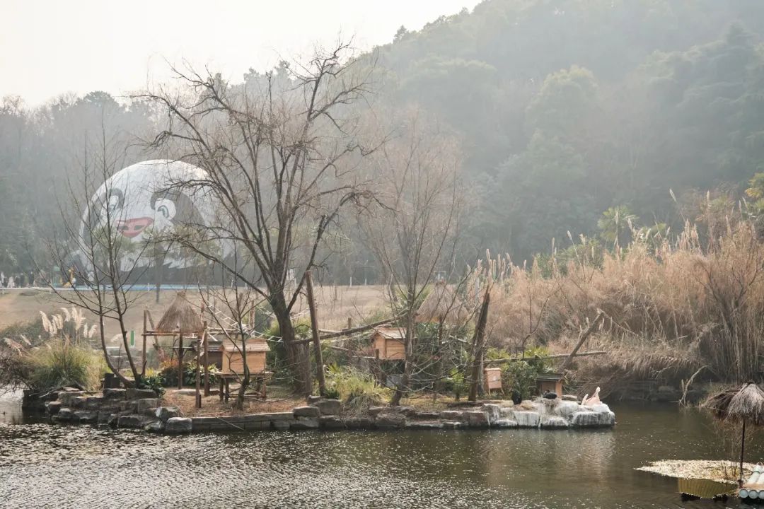 红山动物园亏损3千万网友很着急,近两年疫情原因导致亏损如何翻身