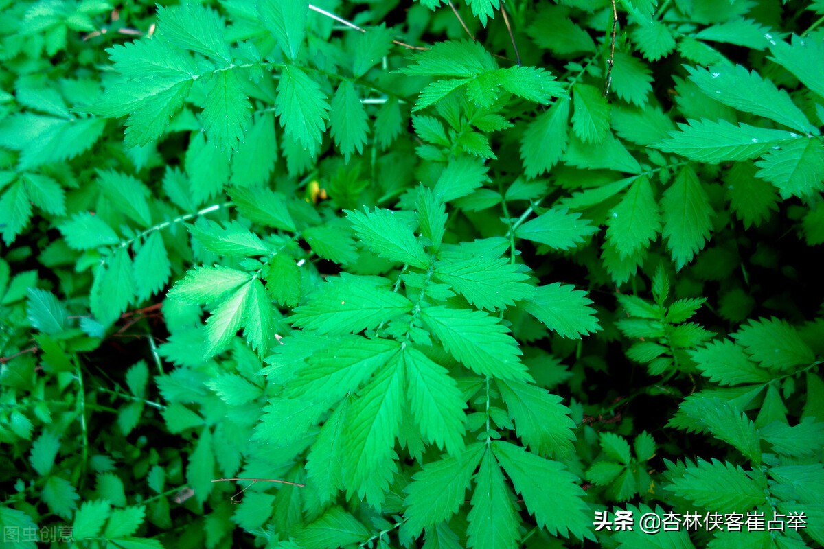 肾虚气不足吃什么中药,补肾气虚的三副中药连续吃三天