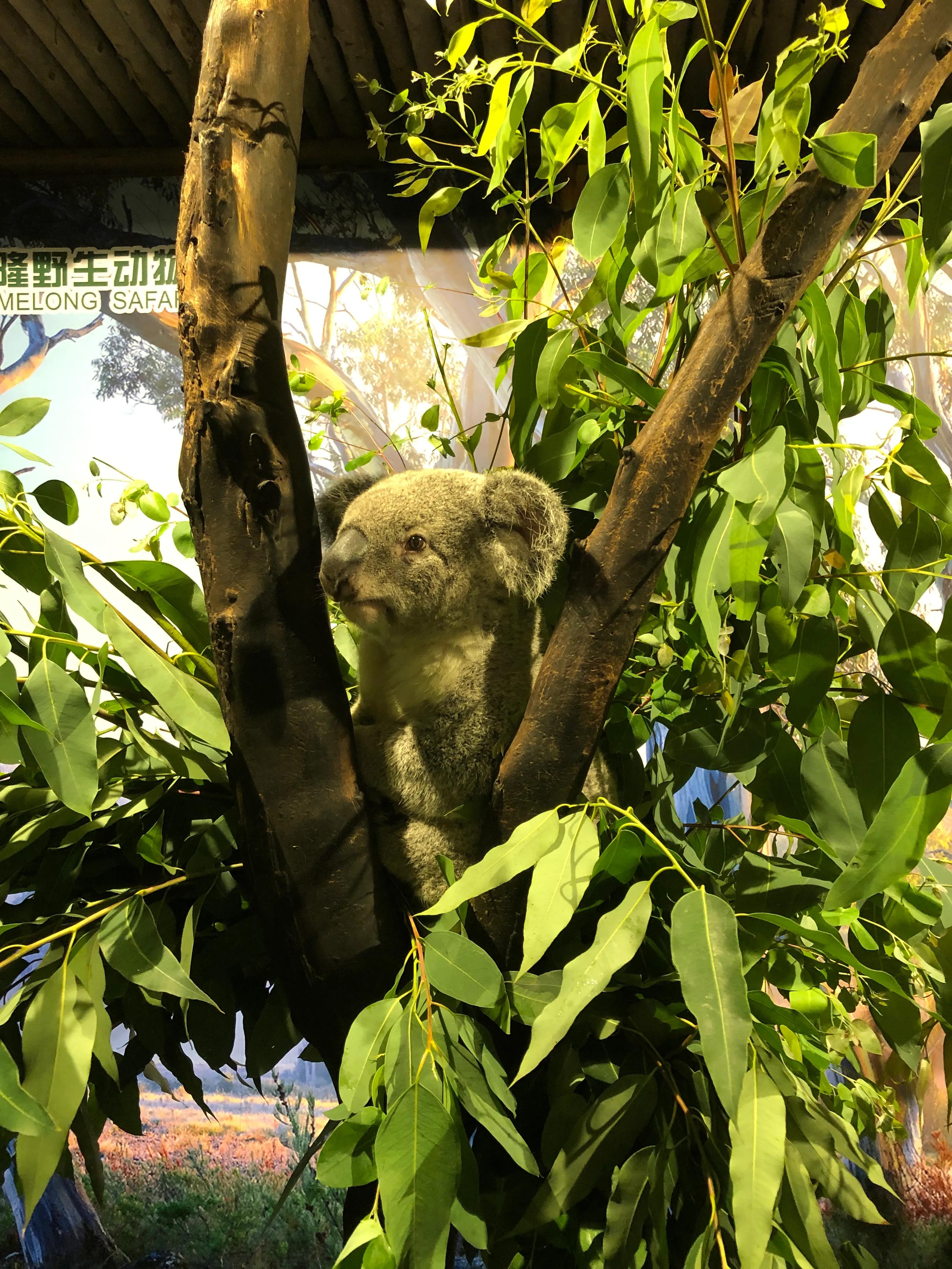 长隆野生动物园有什么独特之处,长隆野生动物园动物讲解视频