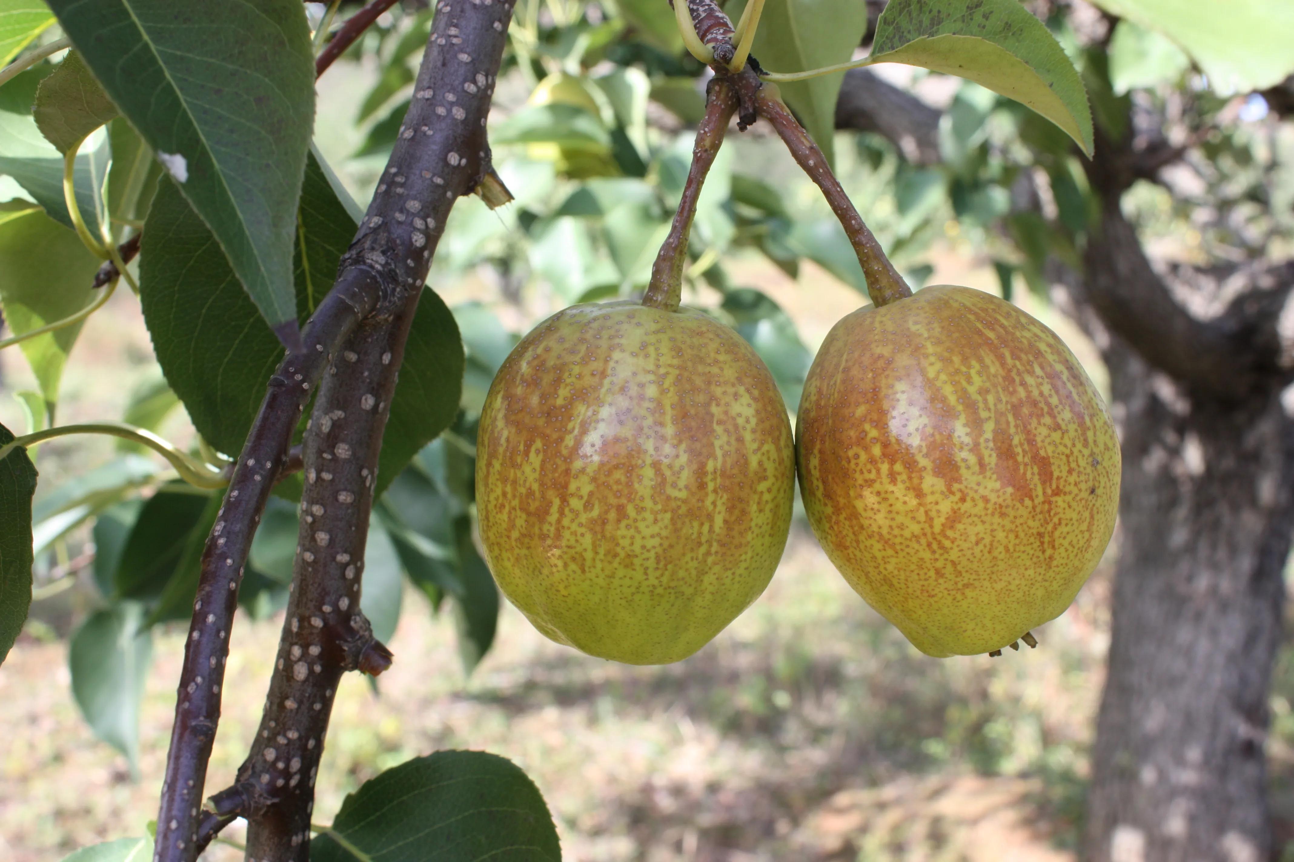 目前市场最好卖的梨新品种介绍（四）库尔勒香梨