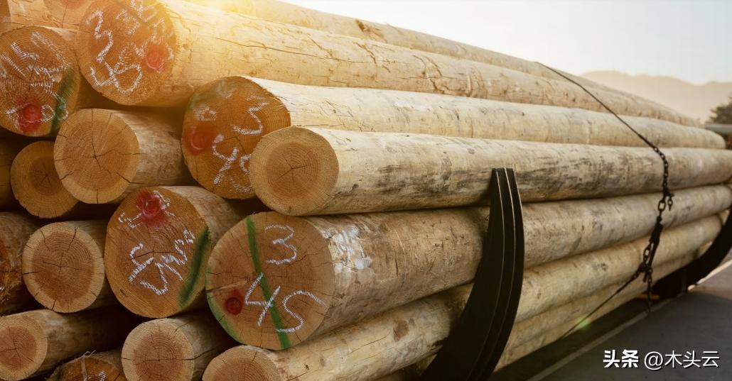 瑞典森林木材价格,能源短缺欧洲木材价格直线飙升