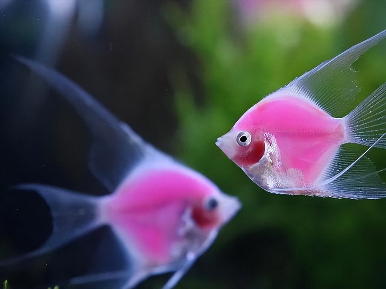 热带鱼漂亮吗,认识热带鱼幼儿视频