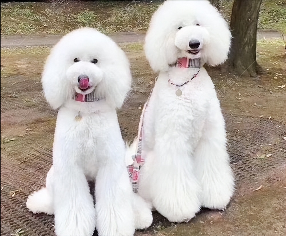 告诉你养狗之前需要知道的事情,贵宾犬为什么不建议养