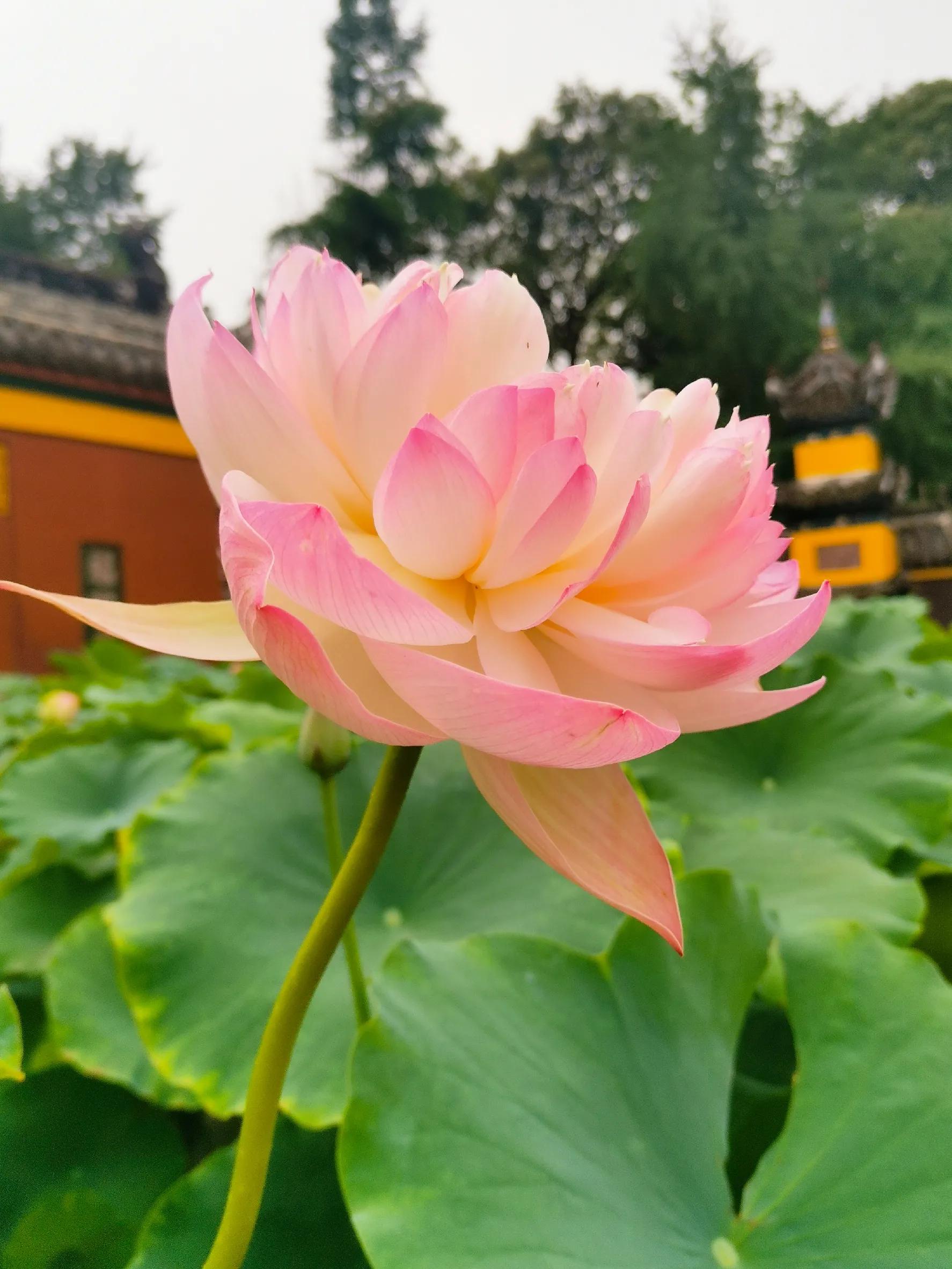 九月九重阳节烧香吗,九月九重阳节仙家