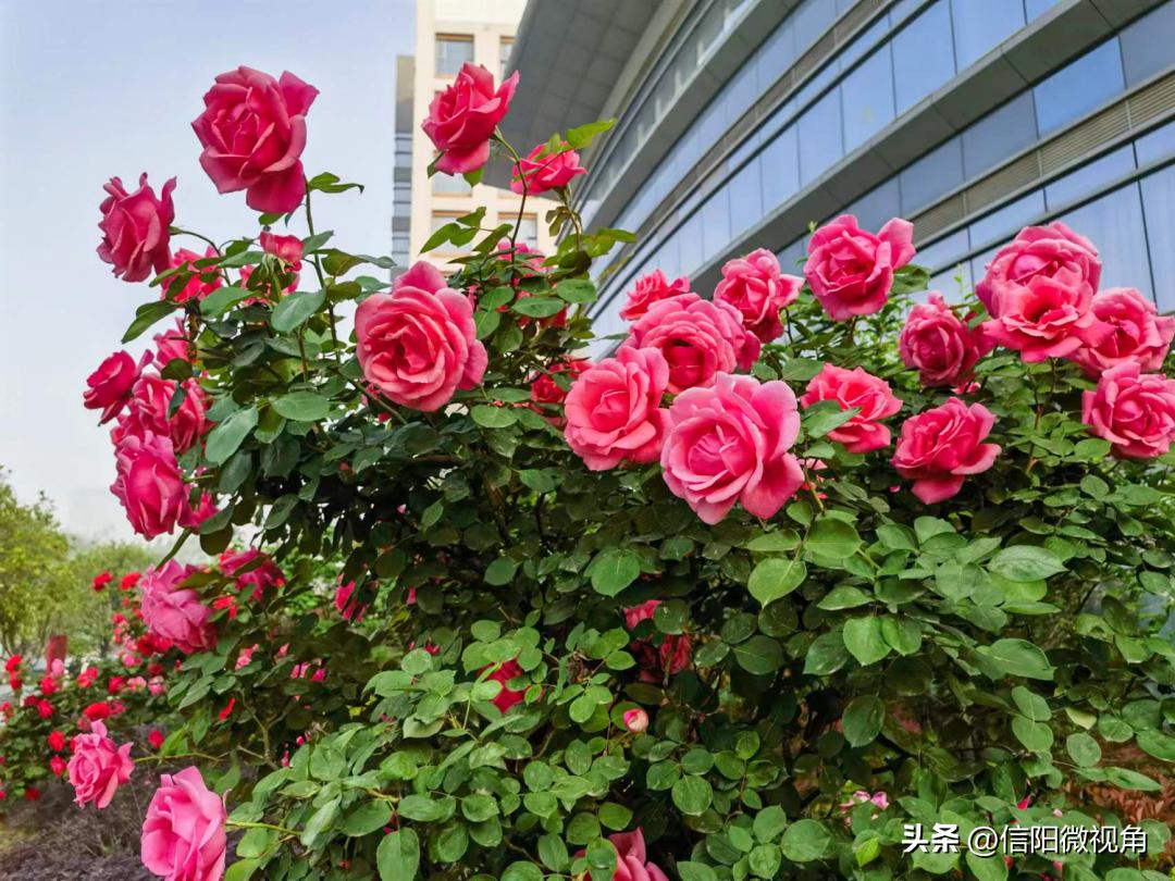 夏日限定!带您沉浸式体验信阳市人民医院的绿意芳香