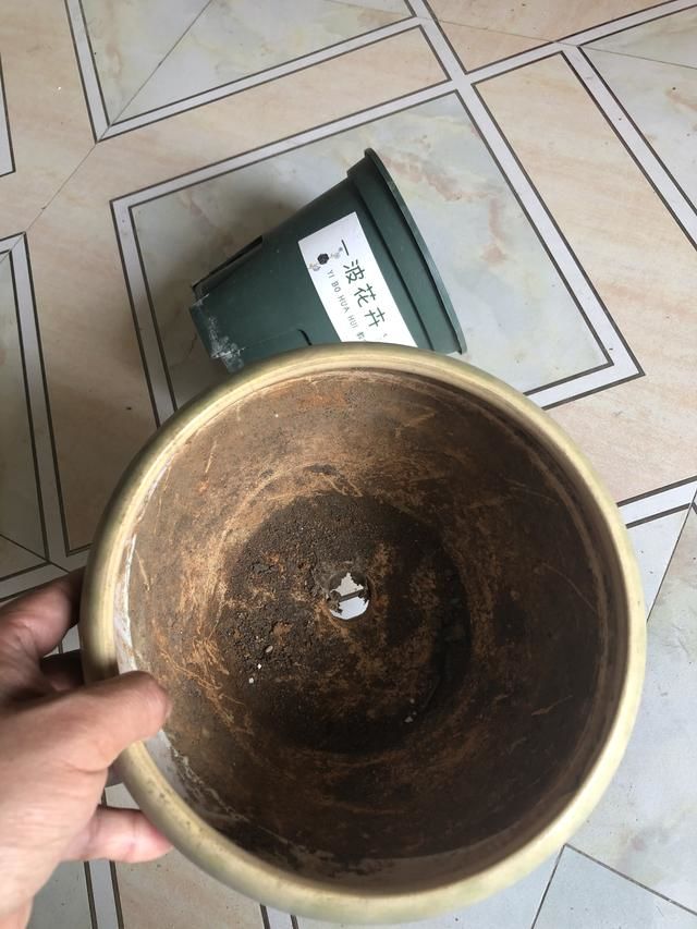 植物移盆需要注意什么,植物上盆注意什么