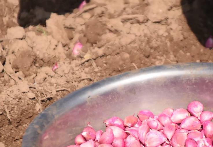 大蒜长势不好怎么回事,大蒜长不好要怎么办