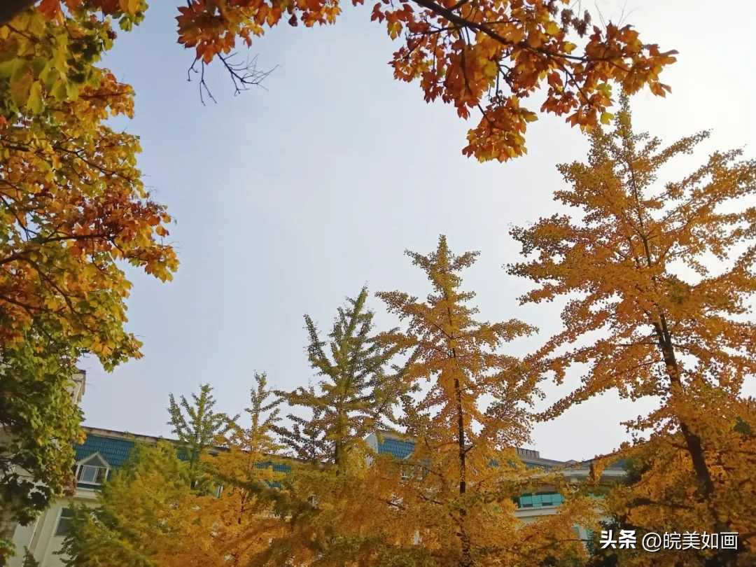 安徽大学好看的风景,高校最美秋景