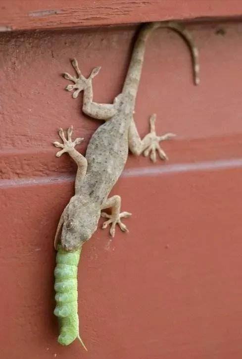 五毒有壁虎还是蜘蛛,五毒为什么是壁虎而不是蜘蛛