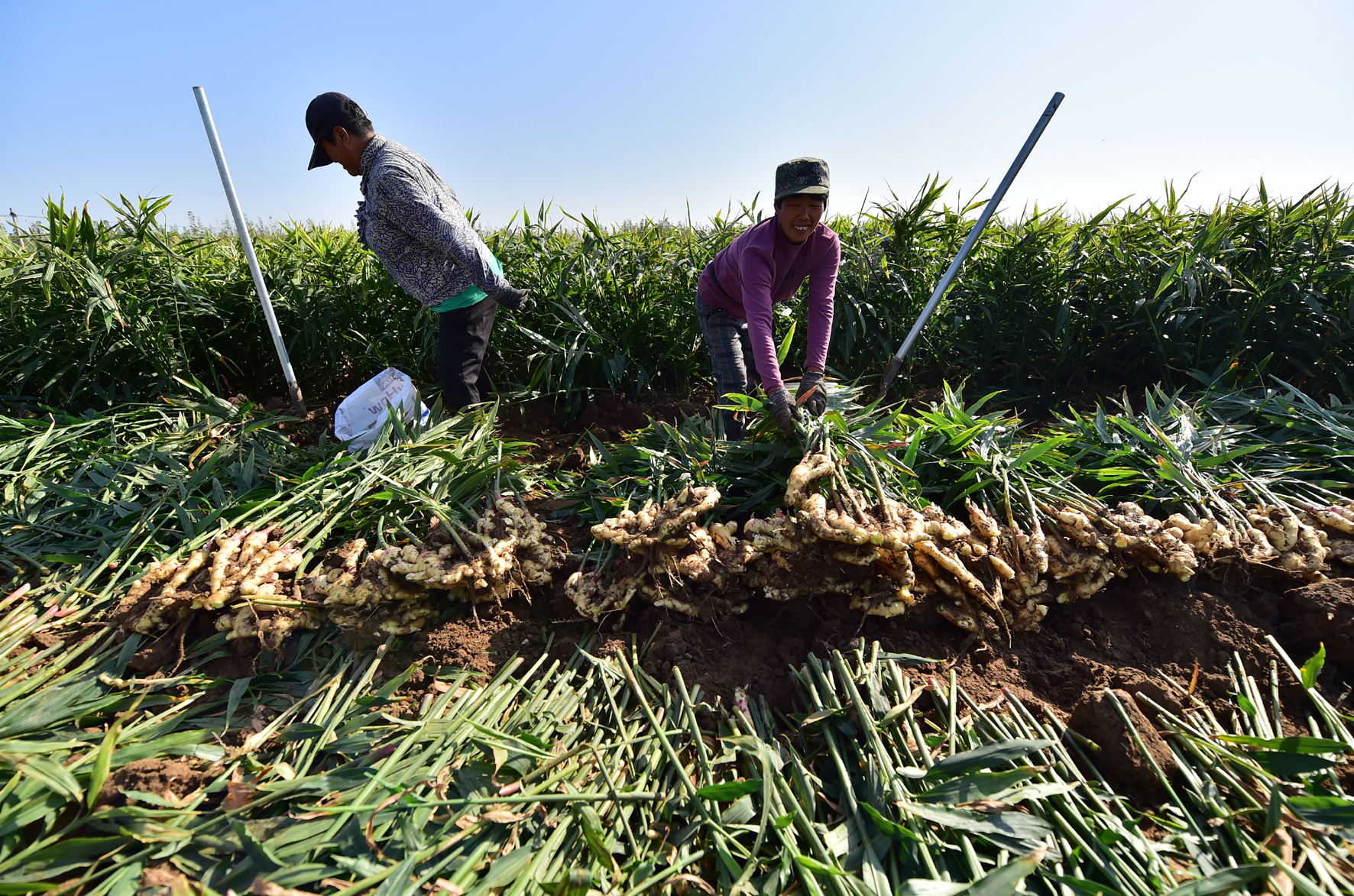 农民在荒地种菜被政府铲除,湖南农田种姜被铲后续