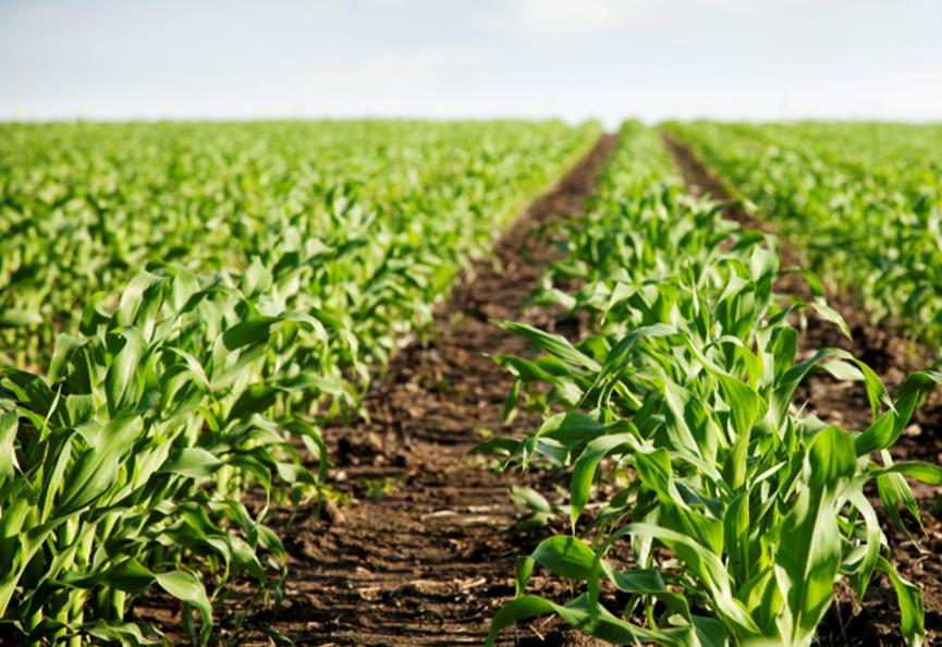 大量元素水溶肥养分辨别,大量元素水溶肥功效用量