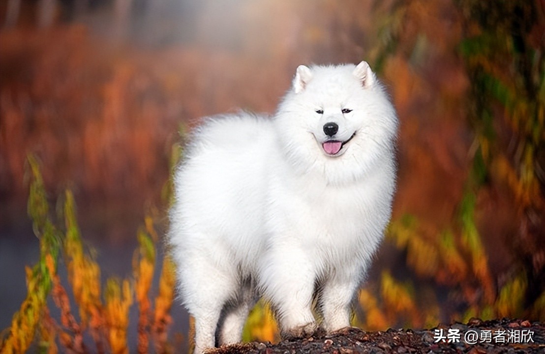 常见的20种宠物狗的介绍图片,最可爱的十种宠物狗种类