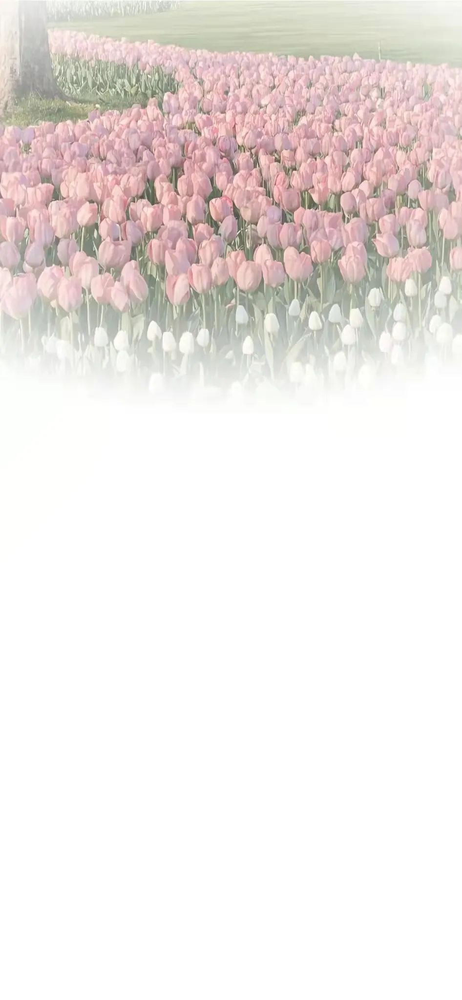 苹果渐变彩虹格壁纸聊天背景,聊天背景图渐变