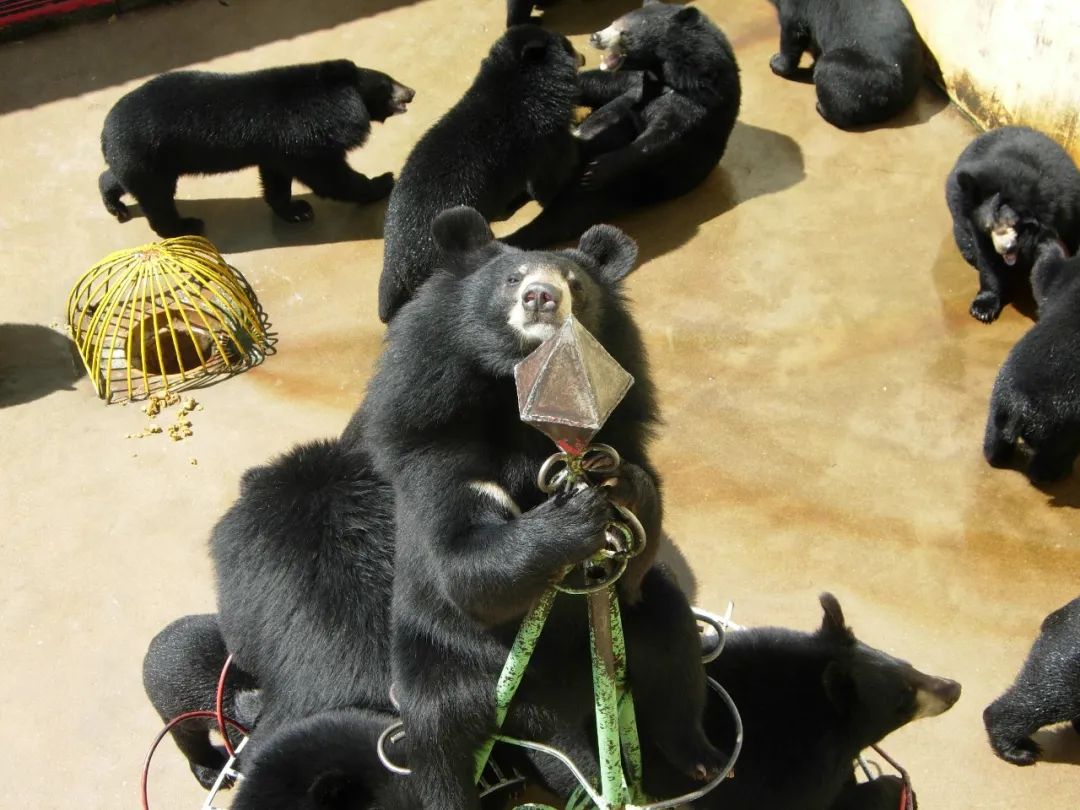 黑宝熊乐园需要自带泳圈吗,2020年黑宝熊乐园门票