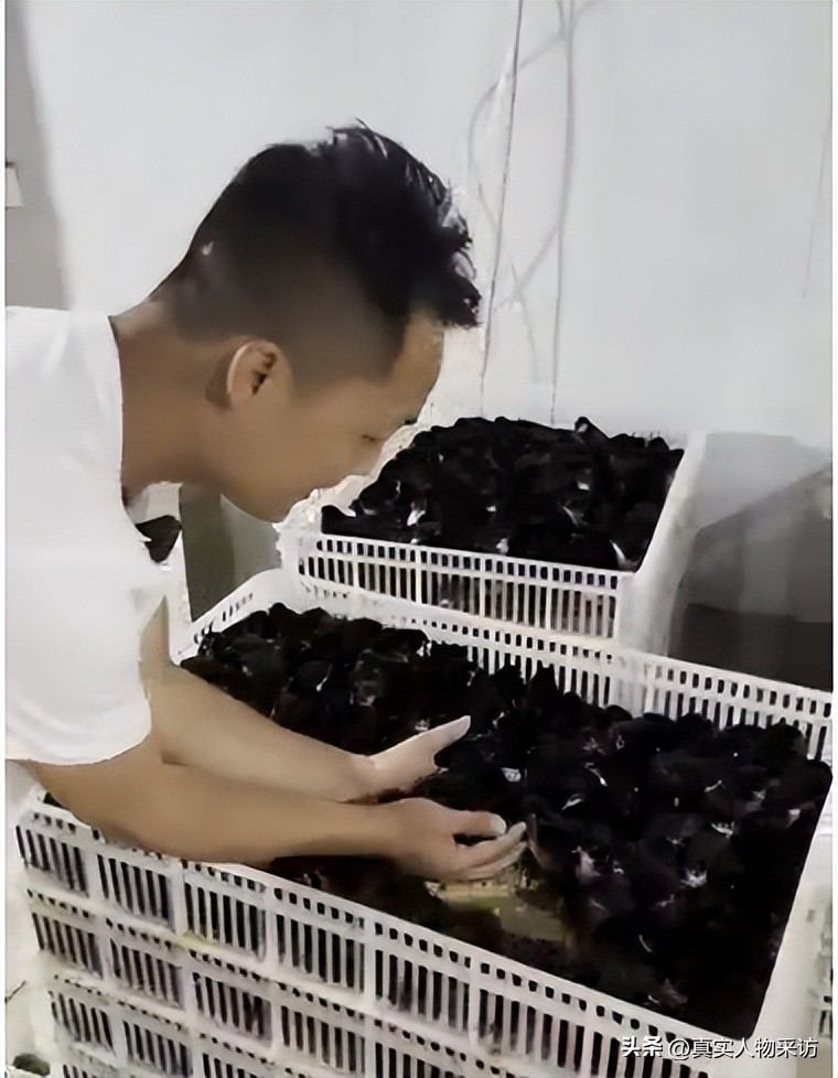 40岁养鸡一年能赚多少钱,养鸡1万只鸡一年赚50万