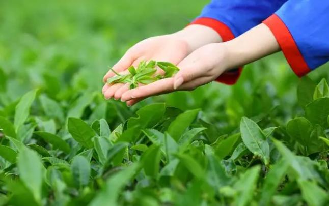 安吉递铺镇递铺村白茶,安吉白茶集团递铺旗舰店