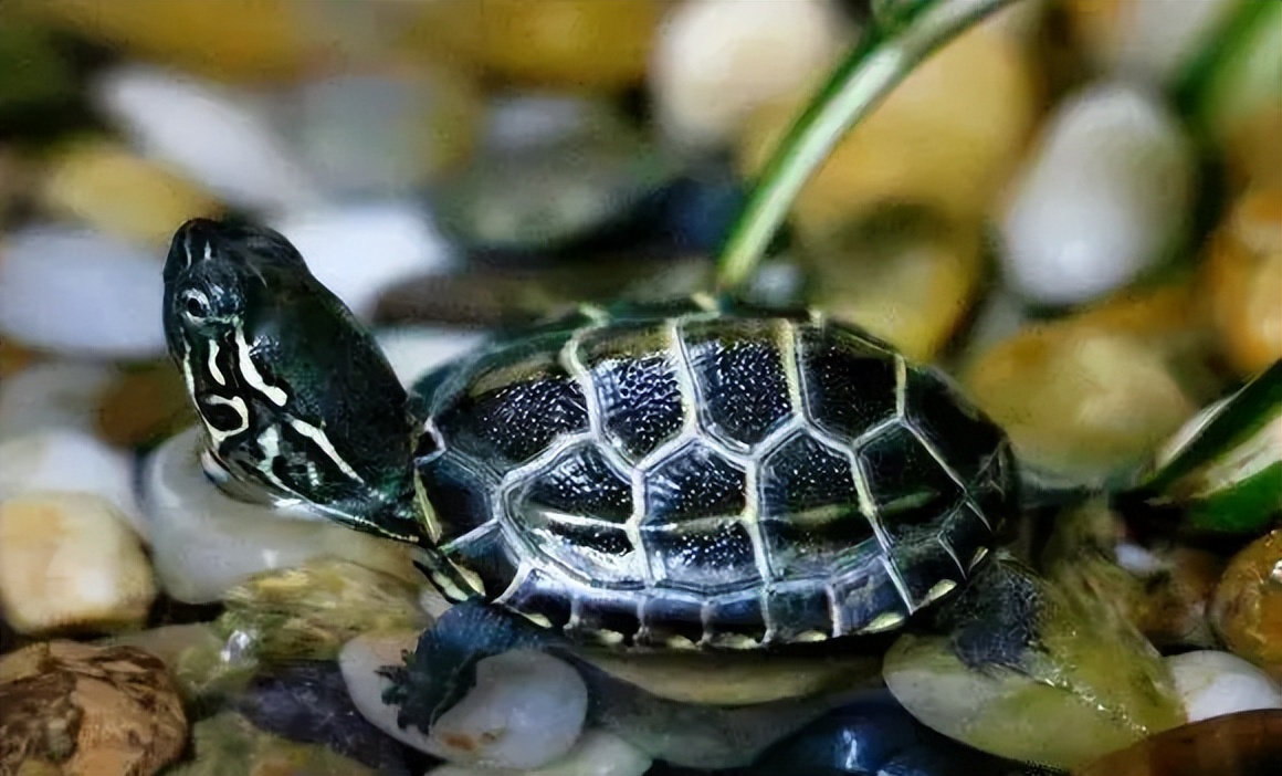 中华草龟为什么不黑,中华草龟太难养