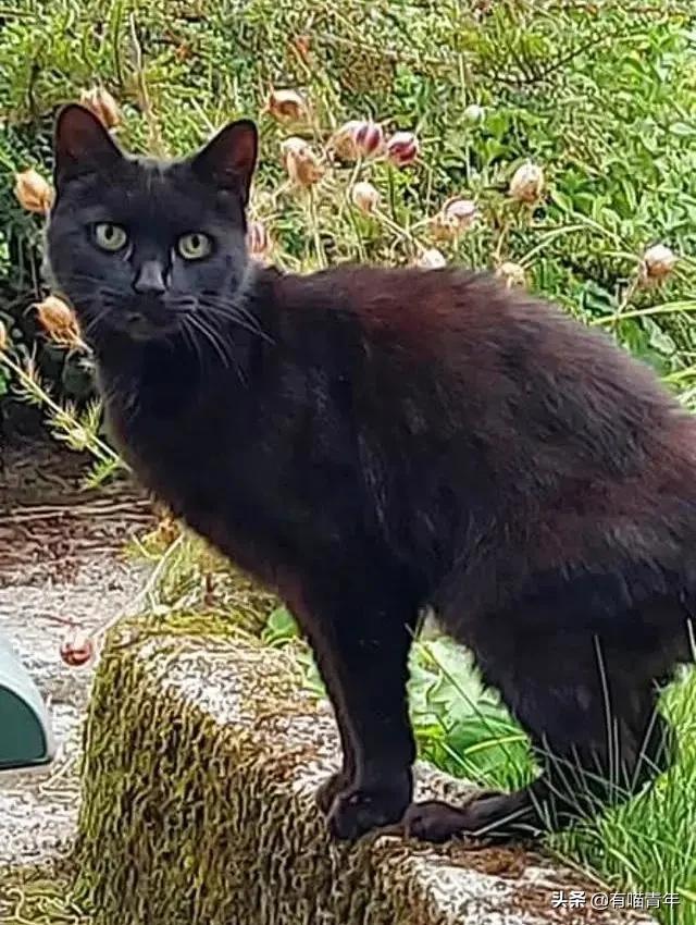 养猫有细菌浪费钱吗,养猫有用吗