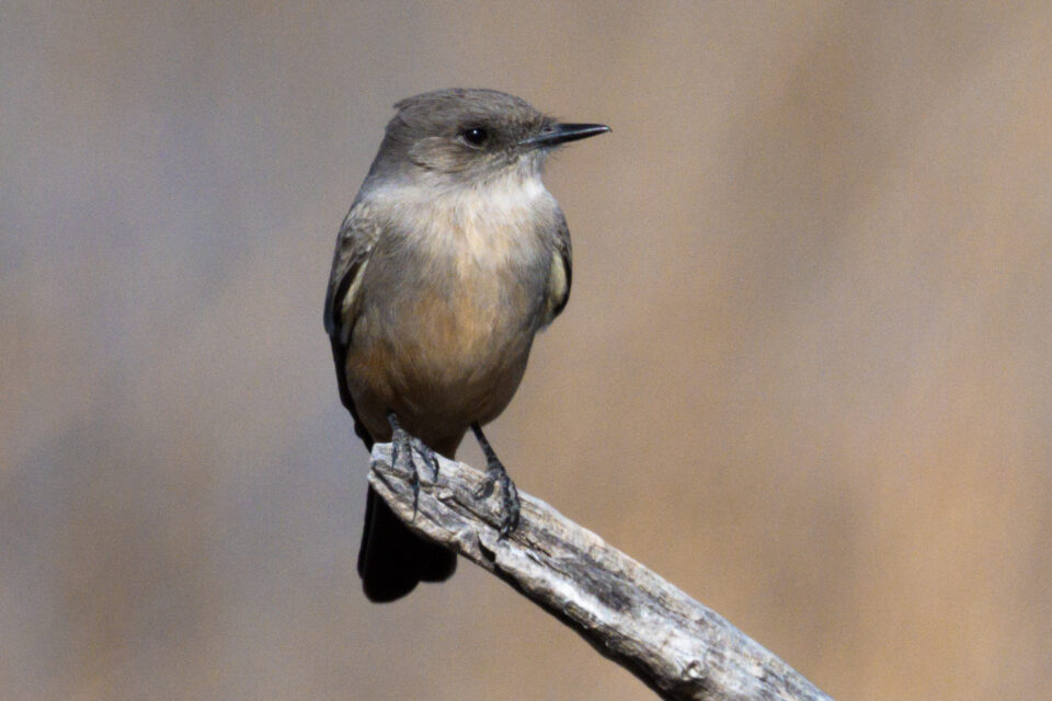 尼康Z800mmf/6.3VRS镜头深度评测