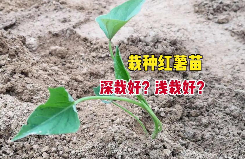 选红薯苗最正确的栽法,红薯苗用什么方法栽高产