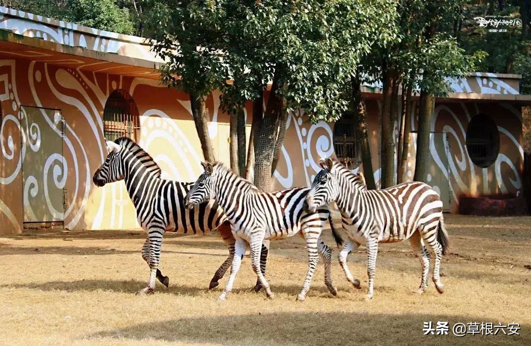 动物园新消息,肥东动物园新消息