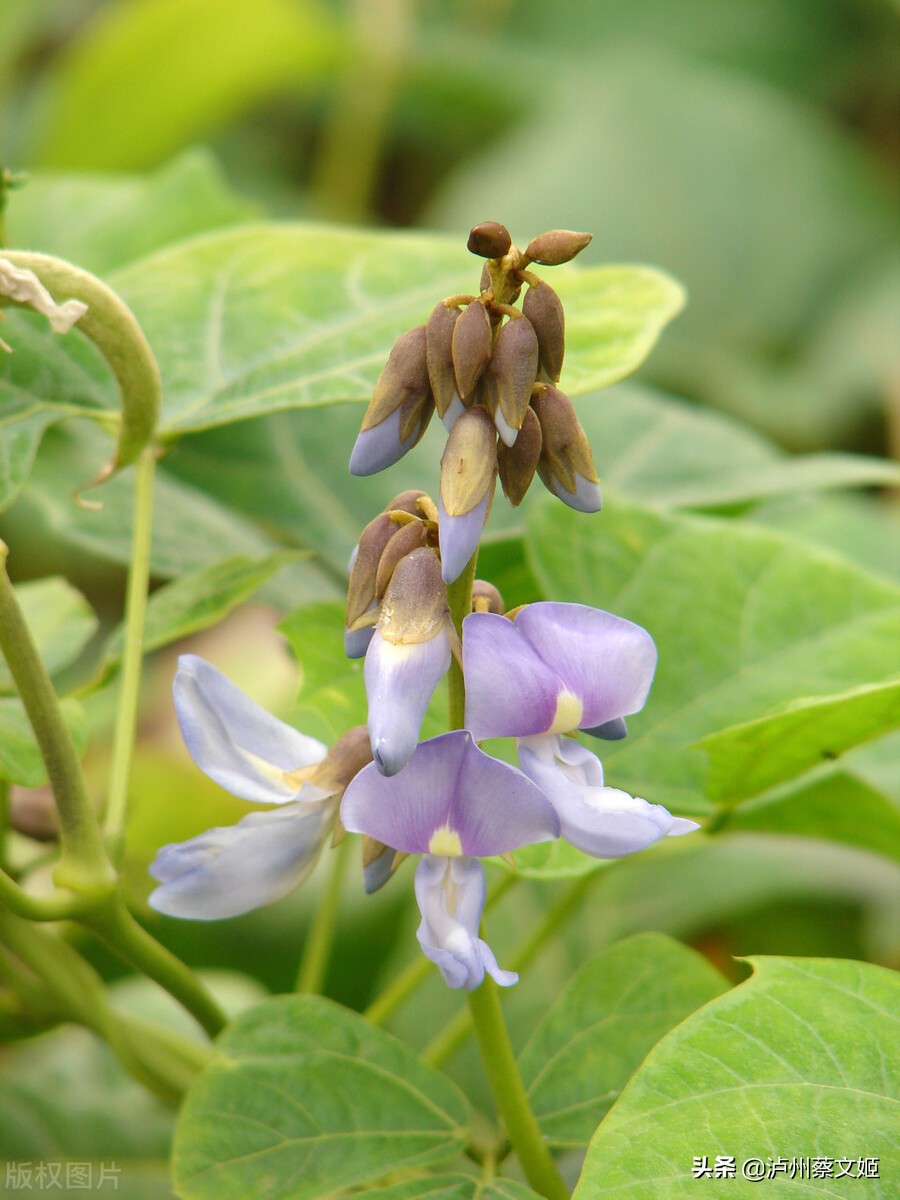 地瓜是怎样生长的全过程,地瓜生长的过程简介