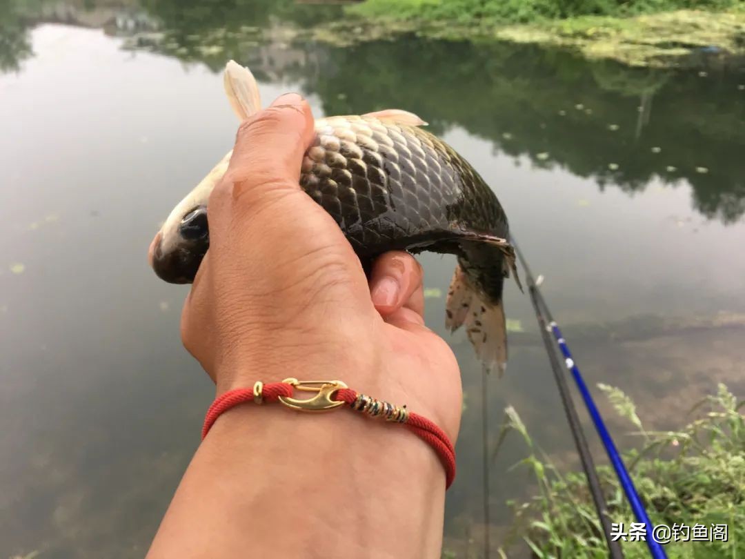 野钓怎么避过小白条,野钓怎么避开水面调漂