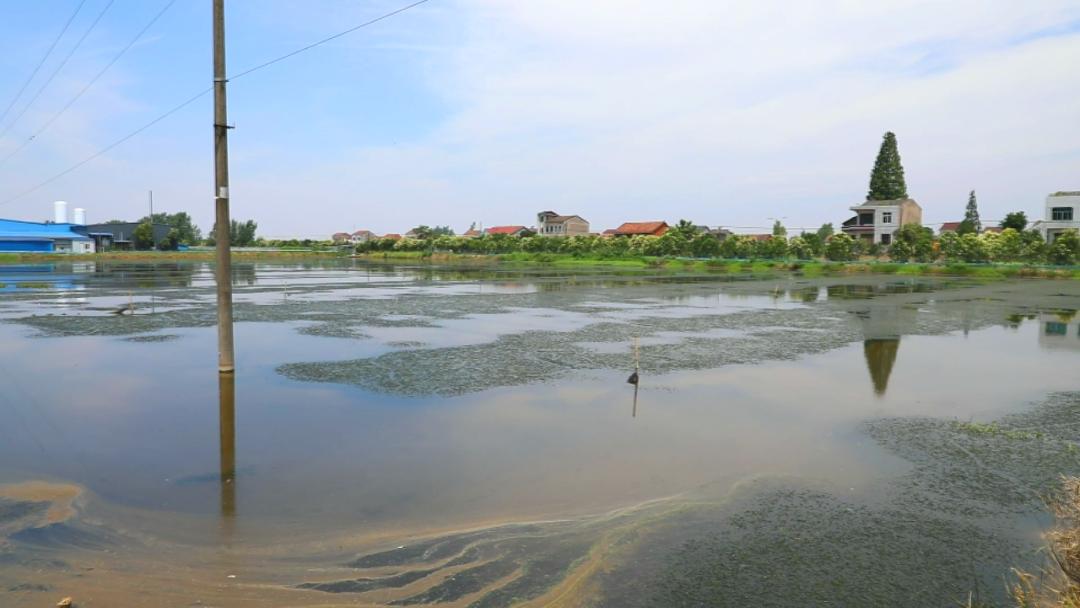 白马寺镇：发展顾问成为农户致富的“香饽饽”