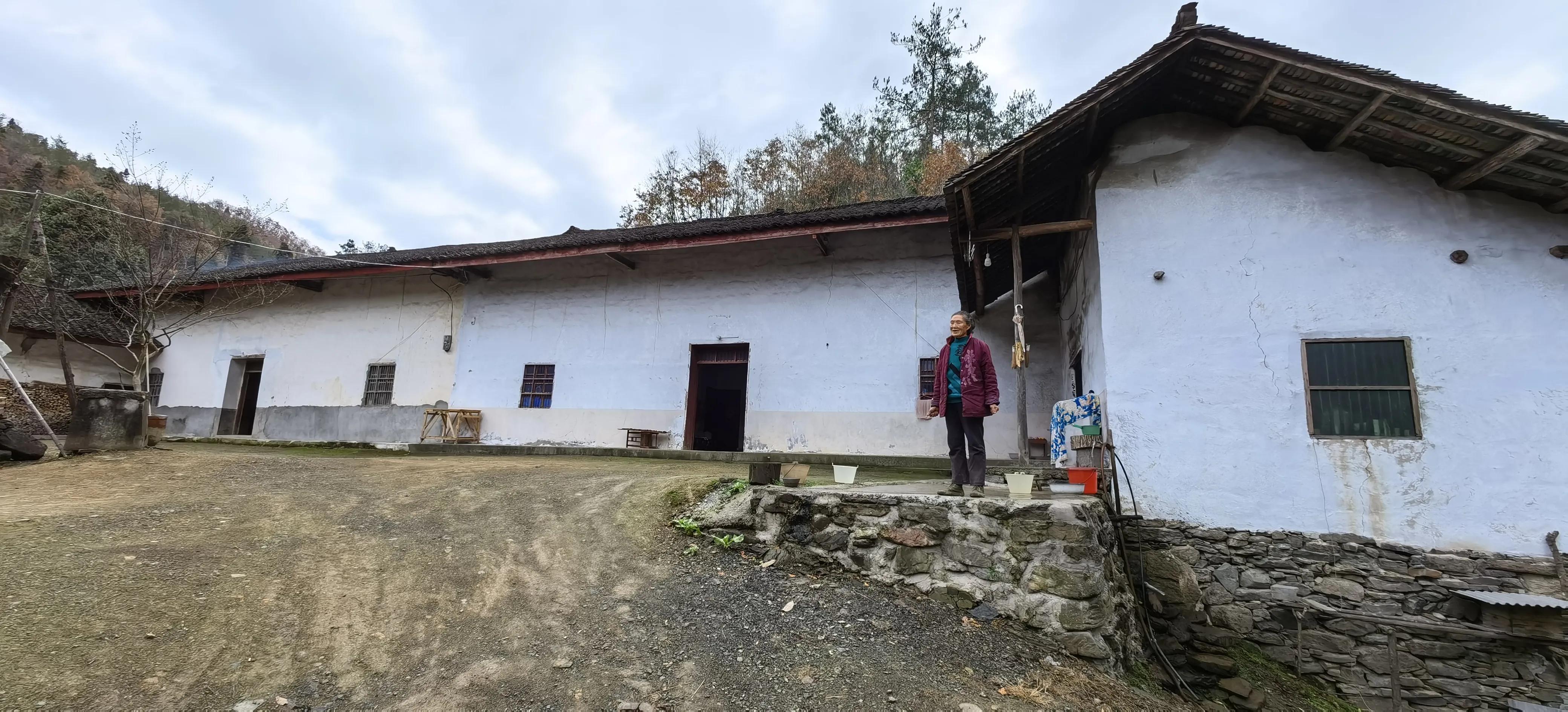 漫山遍野的野生猕猴桃,只有山里才有的特产野生猕猴桃