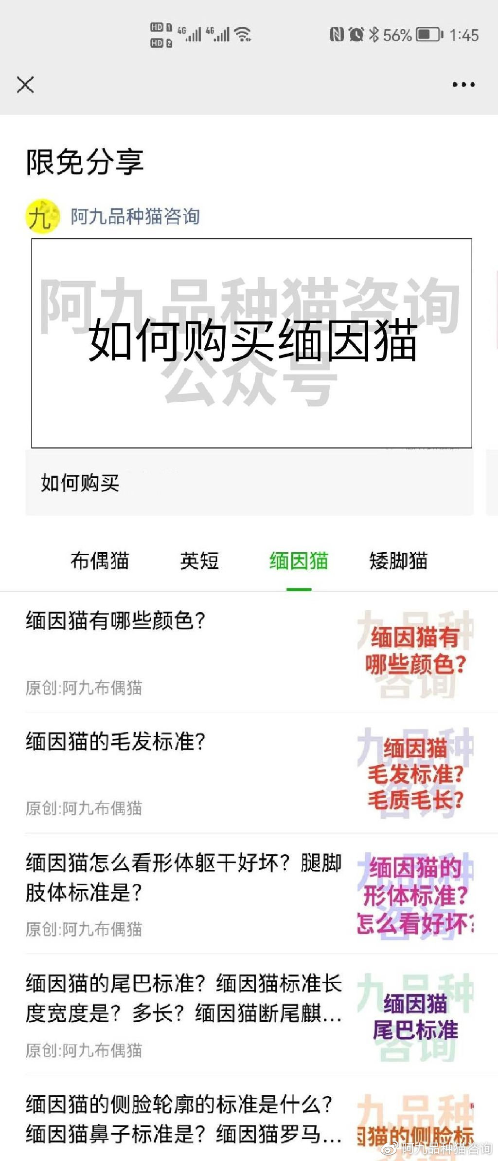 缅因猫品相极好的多少钱,品相一般的缅因猫什么价格