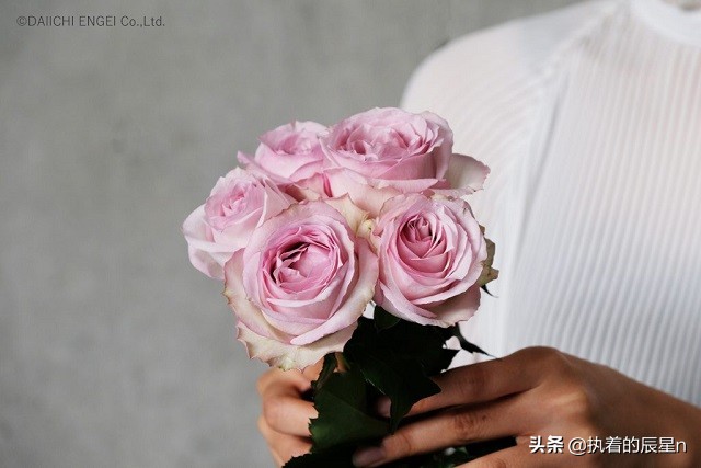 女孩你真的了解玫瑰花吗？三个步骤让你明白男朋友送你玫瑰的意思