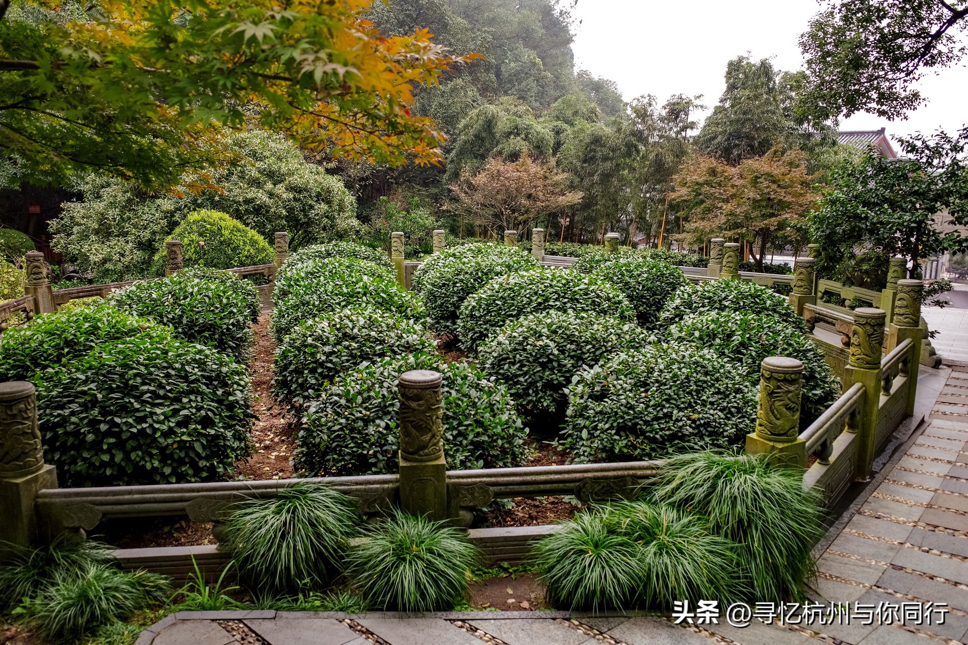 杭州三大景观古建筑,杭州三大名茶