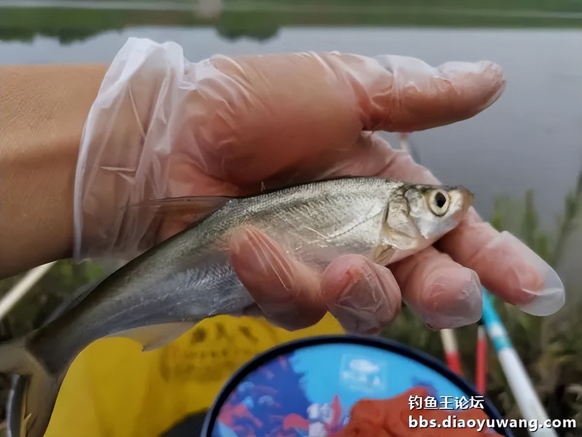 饵料完全包住钩,饵料完美状态