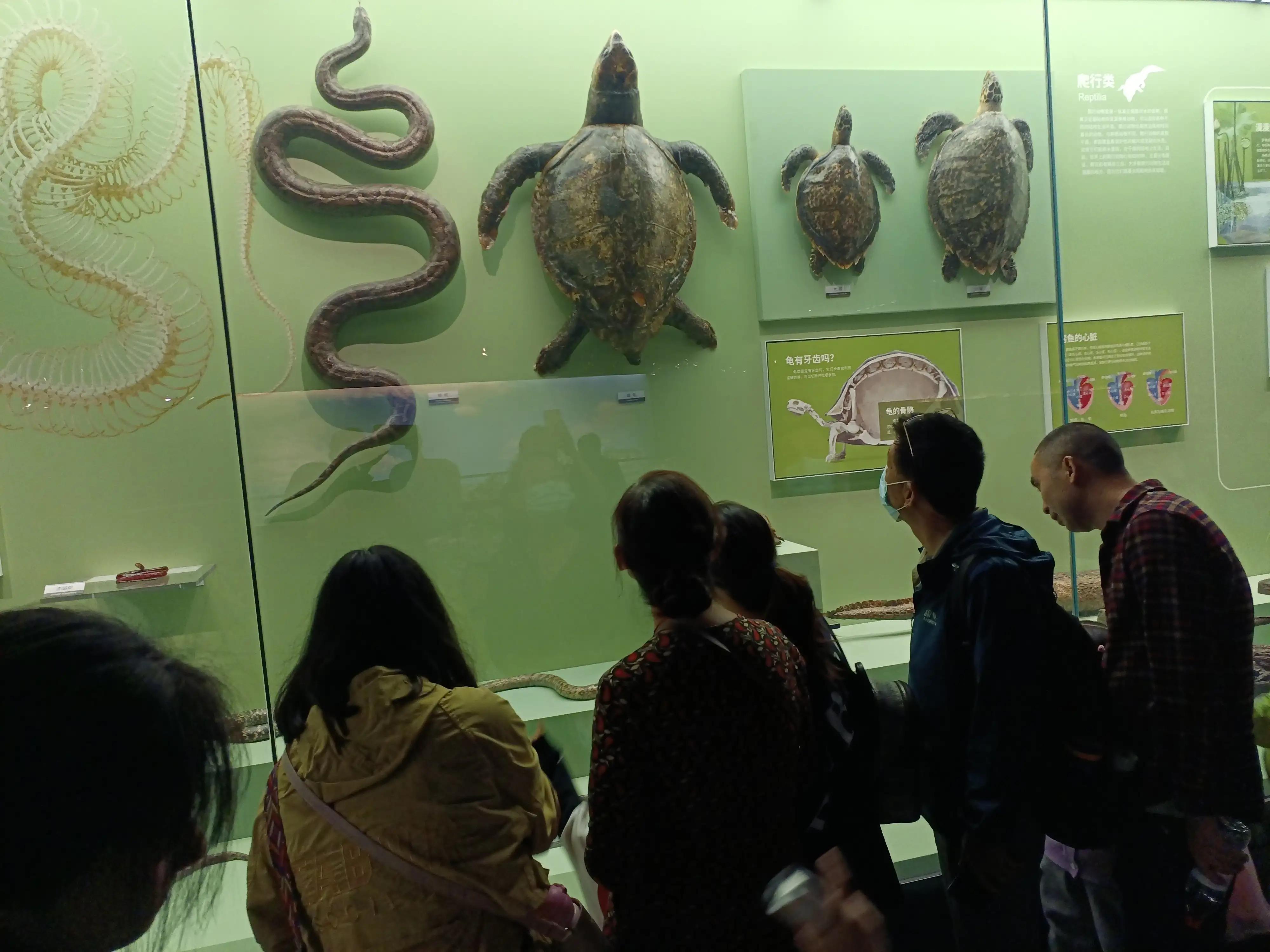 成都自然博物馆半价政策,成都自然博物馆能线下购票吗