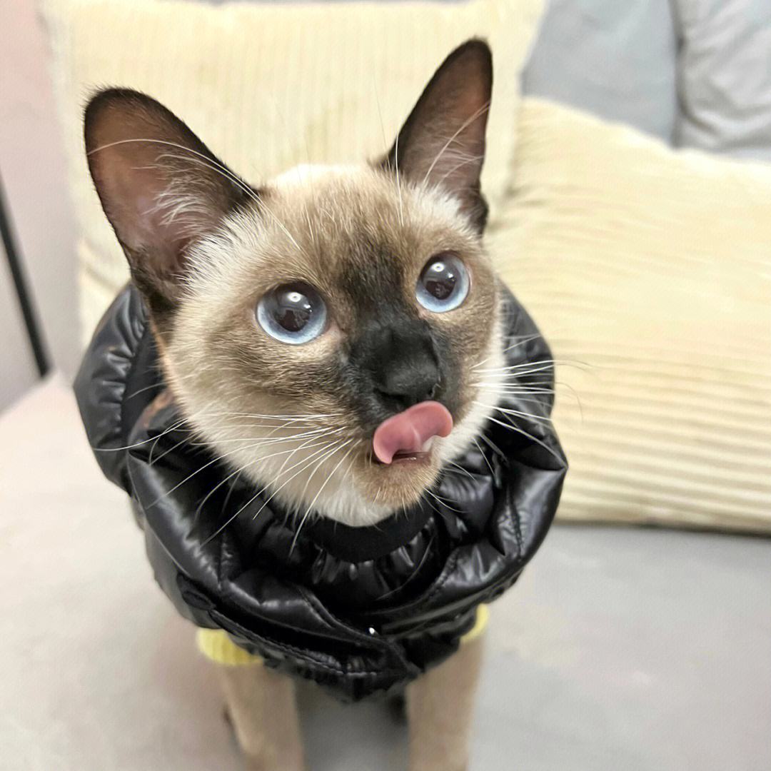 猫咪的寿命最多能活到多大呢,猫咪寿命排行榜之短命猫