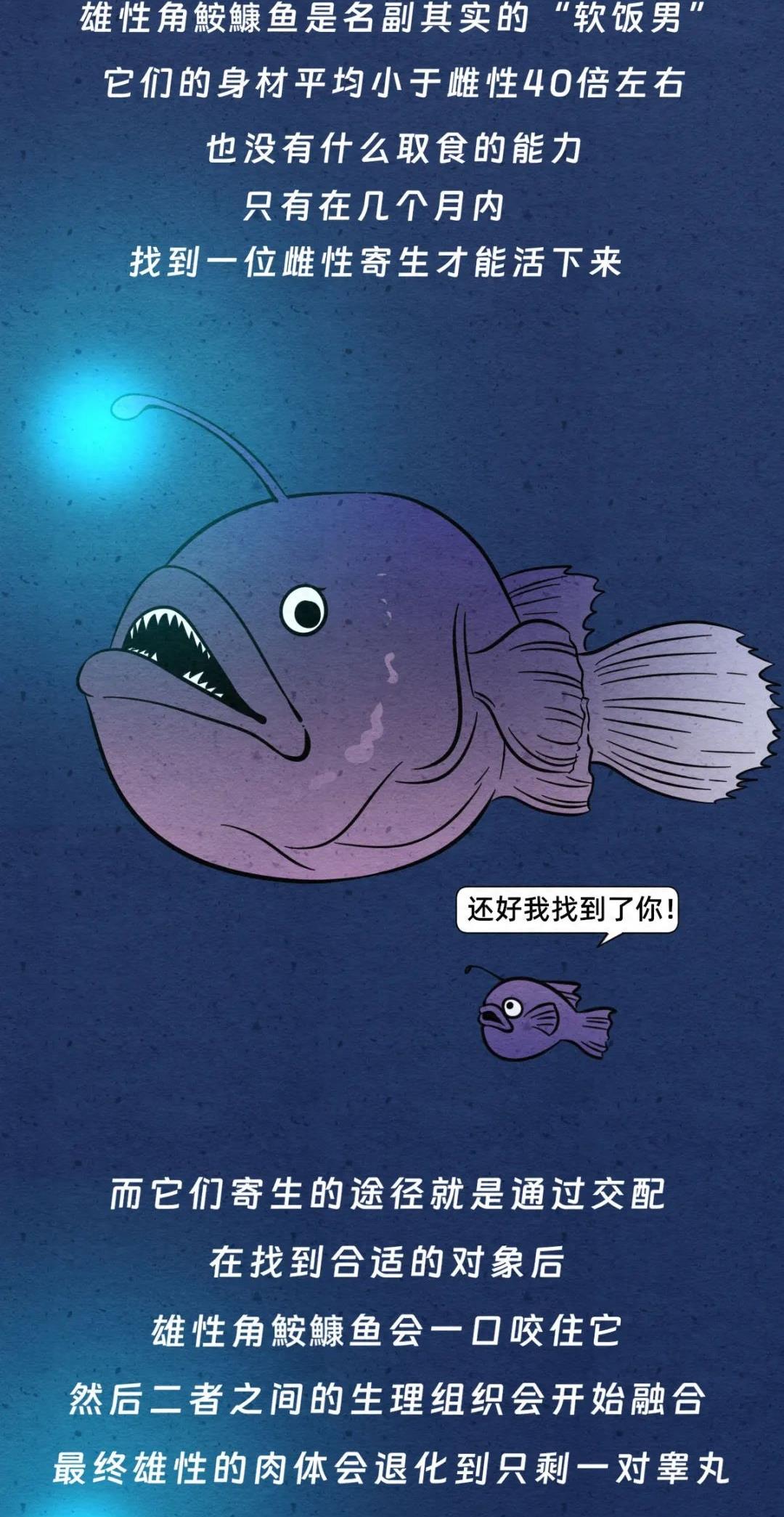 动物交配行为鉴赏，真的触碰到了我的知识盲区（漫画）