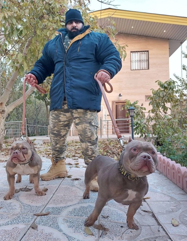 伊朗绿巨人mma视频,伊朗绿巨人真实身材