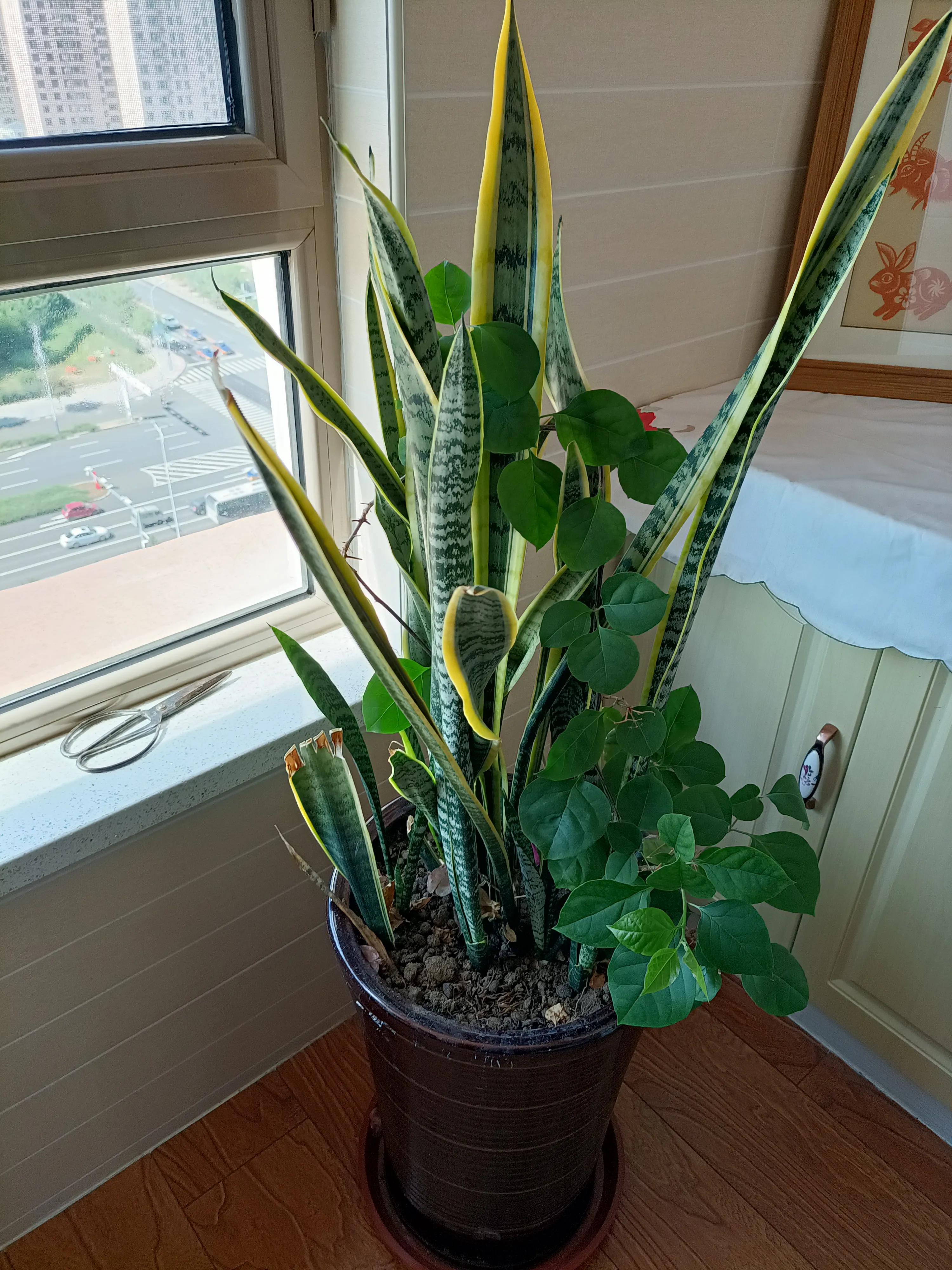 花卉市场的花有什么猫腻,为什么花市的花卉株型特别好