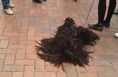 有一种狗很臭,狗狗身上很臭咋办