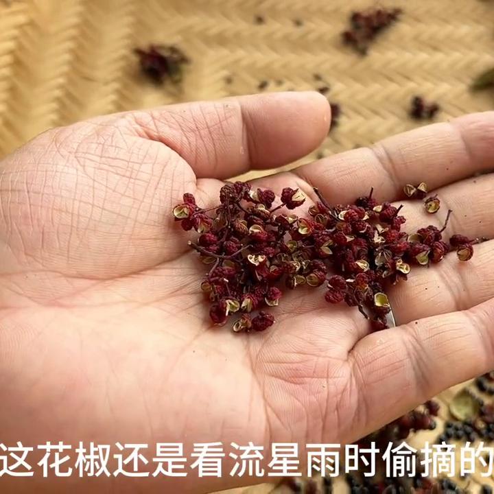 我的小龟儿真是脱毛怪，每天都要扫八百遍，毛发可以制成毛毯了