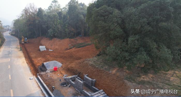 湖北崇阳古桂群落,咸宁市古桂花树保护条例