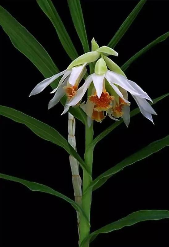 十种最有名的兰花图片,最美的100种兰花图片