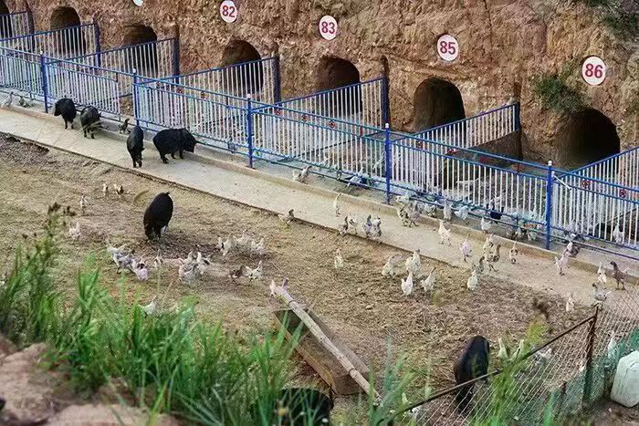 喀喇沁旗乃林镇：漫山“人参猪”拓宽致富路