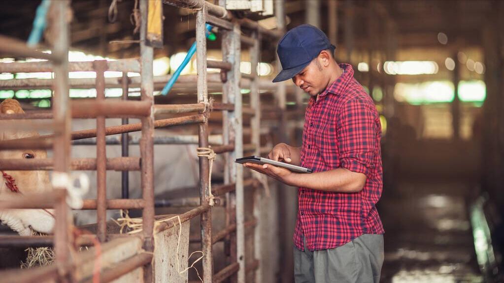 国家对农村养牛的政策文件最新,2024年养牛业新政策有哪些