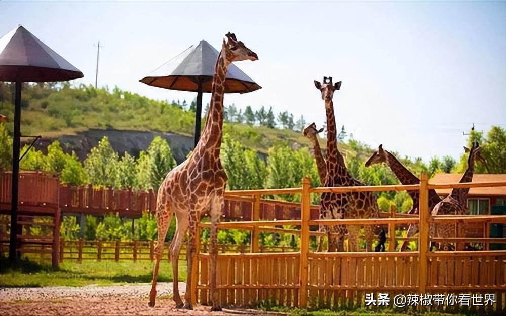 壮美内蒙古鄂尔多斯,内蒙古鄂尔多斯风景